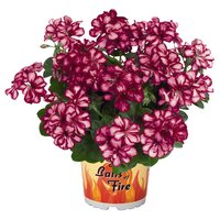 Ампельная плющелистная пеларгония (герань) Great Balls of Fire Burgundy Blaze